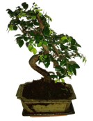 Zelkova 178 - pokojové bonsaje 