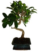 Ficus retusa - fíkovník - bonsai 096