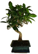 Ficus retusa - fíkovník - bonsai 096