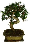 Zelkova 178 - pokojové bonsaje 