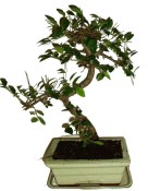 Zelkova 191 - pokojové bonsaje 