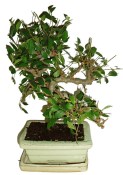 Zelkova 191 - pokojové bonsaje 