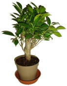 Ficus retusa - fíkovník - bonsai 096