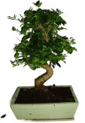 Ligustrum chinensis ptačí zob 816