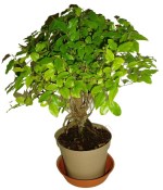 Pokojová bonsai - Sagerethia thea 153
