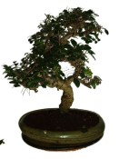 Zelkova 178 - pokojové bonsaje 