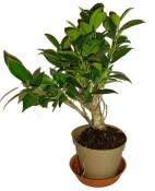 Ficus retusa - fíkovník - bonsai 096