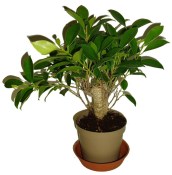 Ficus retusa - fíkovník - bonsai 096