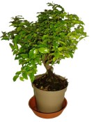Pokojová bonsai - Sagerethia thea 153