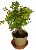 Pokojová bonsai - Sagerethia thea 153
