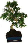 Ligustrum chinensis ptačí zob 138kwe