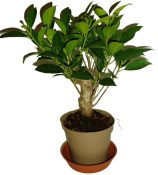 Ficus retusa - fíkovník - bonsai 096