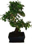 Ligustrum chinensis ptačí zob 138kwe