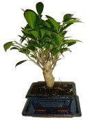 Ficus retusa - fíkovník - bonsai 096