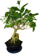 Kozlovoň - Premna - RARITA 1201