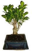 Ficus retusa - fíkovník - bonsai 096