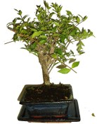 Malphigia - Barbadosská třešeň - Acerola 201