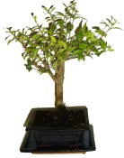 Malphigia - Barbadosská třešeň - Acerola 201