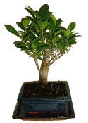 Ficus retusa - fíkovník - bonsai 096