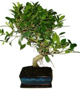 Ficus retusa - fíkovník - bonsai 1136