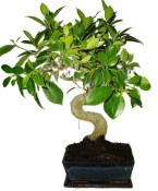 Ficus retusa - fíkovník - bonsai 1136