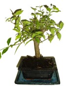 Malphigia - Barbadosská třešeň - Acerola 201