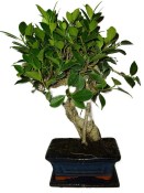 Ficus retusa - fíkovník - bonsai 1136