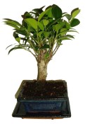 Ficus retusa - fíkovník - bonsai 096