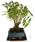 Malphigia - Barbadosská třešeň - Acerola 201