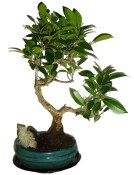 Ficus retusa - fíkovník - bonsai 096