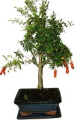 Punica granatum - granátovník 1074