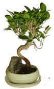 Ficus retusa - fíkovník - bonsai 096