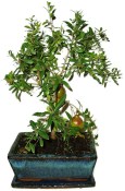 Punica granatum - granátovník 1074