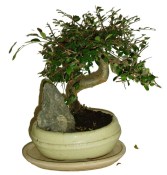 Ficus retusa - fíkovník - bonsai 096