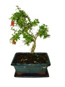 Punica granatum - granátovník 1074