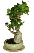 Ficus retusa - fíkovník - bonsai 096