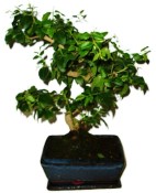 Ligustrum chinensis ptačí zob 433kwe