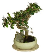Zelkova 191 - pokojové bonsaje 