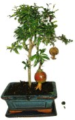 Punica granatum - granátovník 1074