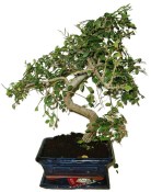 Zelkova 450kwe - pokojové bonsaje 