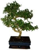 Serissa foetida - strom tísíce hvězd 145