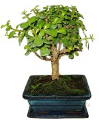 Tlustice - Portulacaria Afra 412kwe