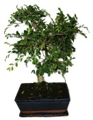 Zelkova 450kwe - pokojové bonsaje 