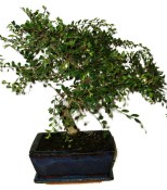 Zelkova 450kwe - pokojové bonsaje 