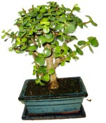 Tlustice - Portulacaria Afra 412kwe