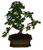 Zelkova 374 - pokojové bonsaje 