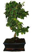 Pokojová bonsaj Carmona microphylla - čaj fuki 162