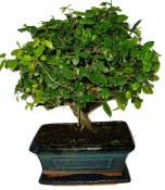 Pokojová bonsai - Sagerethia thea 452kwe