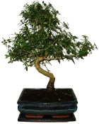 Serissa foetida - strom tísíce hvězd 145
