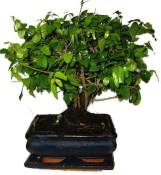 Pokojová bonsai - Sagerethia thea 452kwe